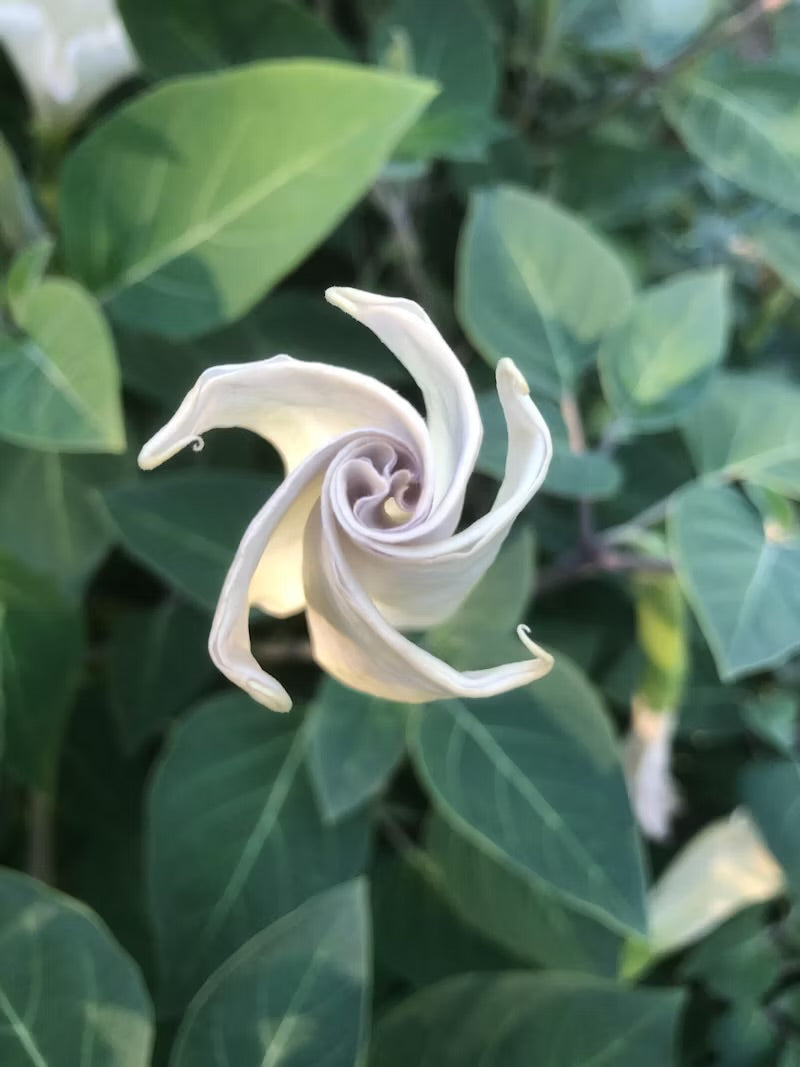 MoonFlower Scent: A Mystical Scent Journey with YanezCreations